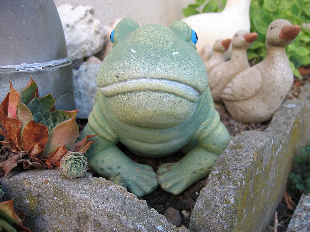 Grenouille de jardin 2.jpg